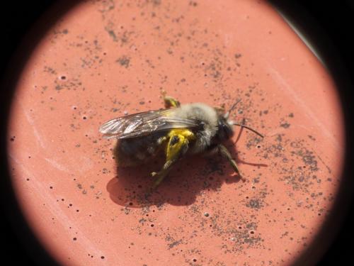 Andrena vaga